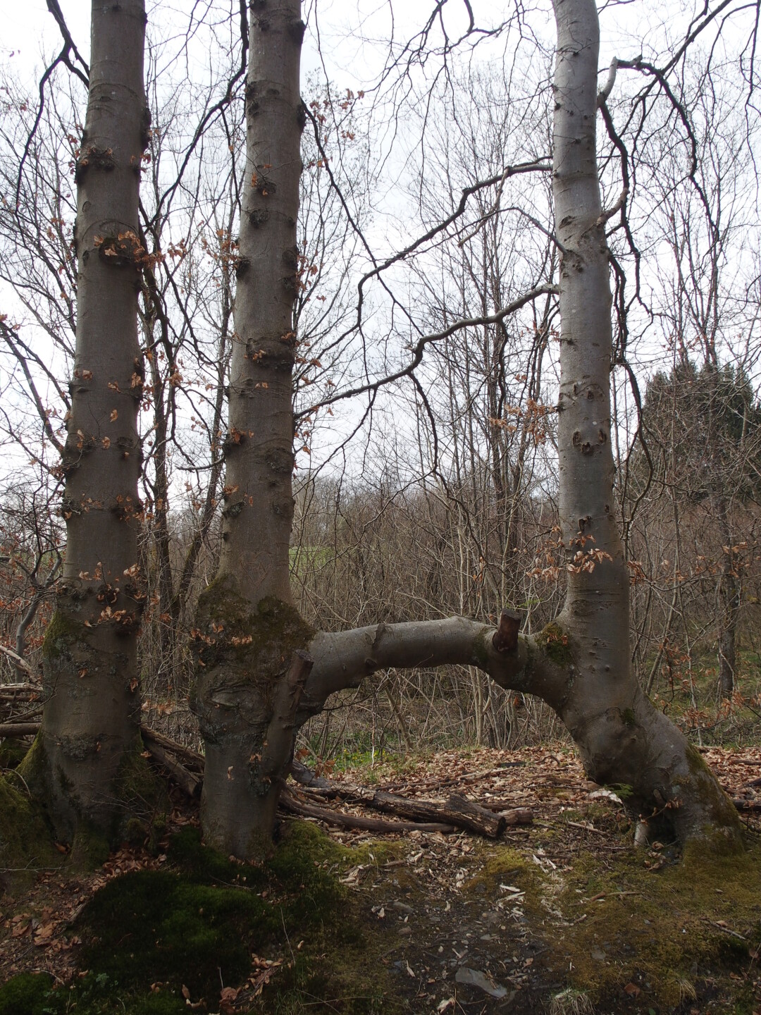 Buchenhecke bei Mützenich.