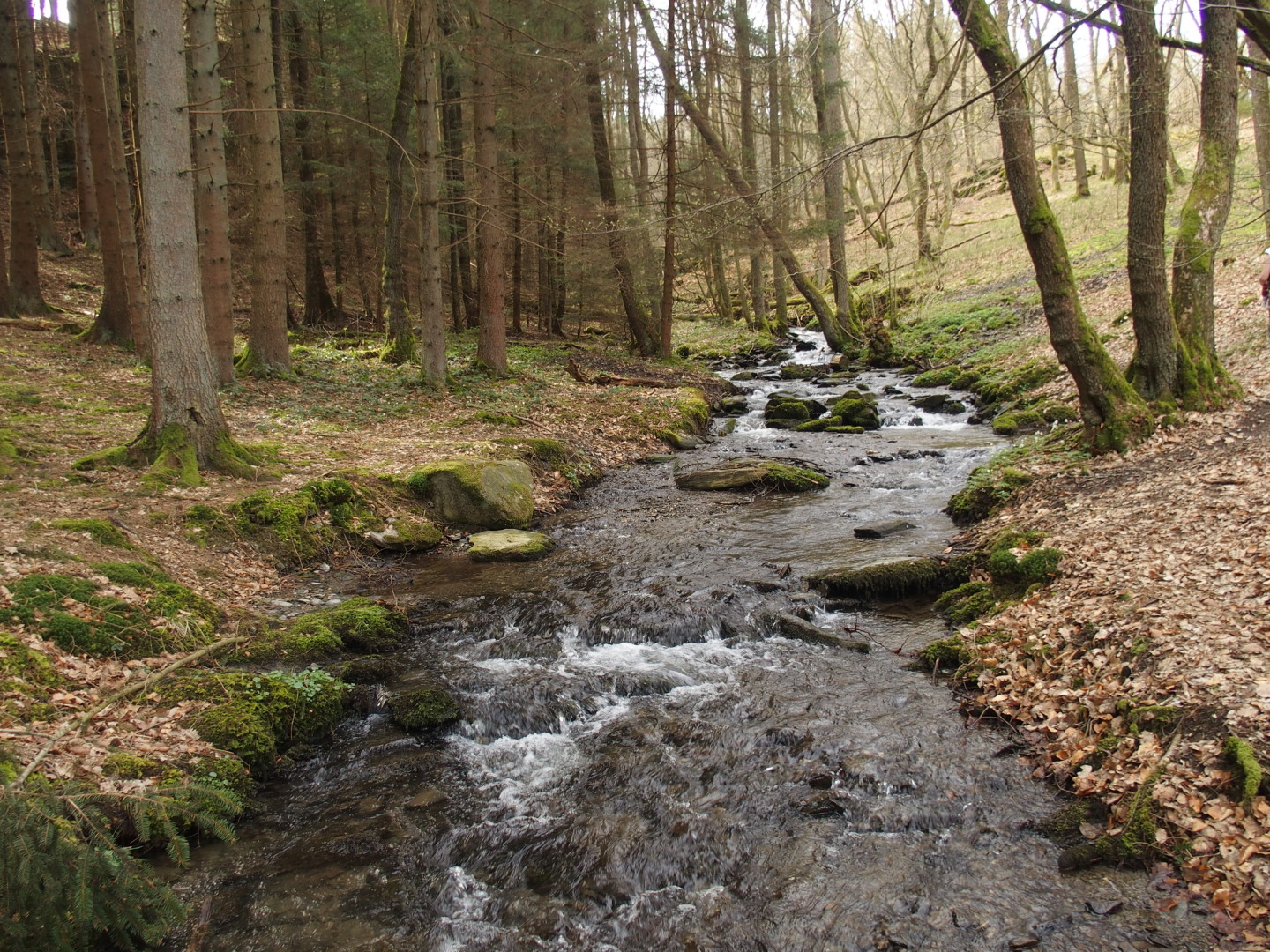 Der Kluckbach an der Mündung in die Rur.