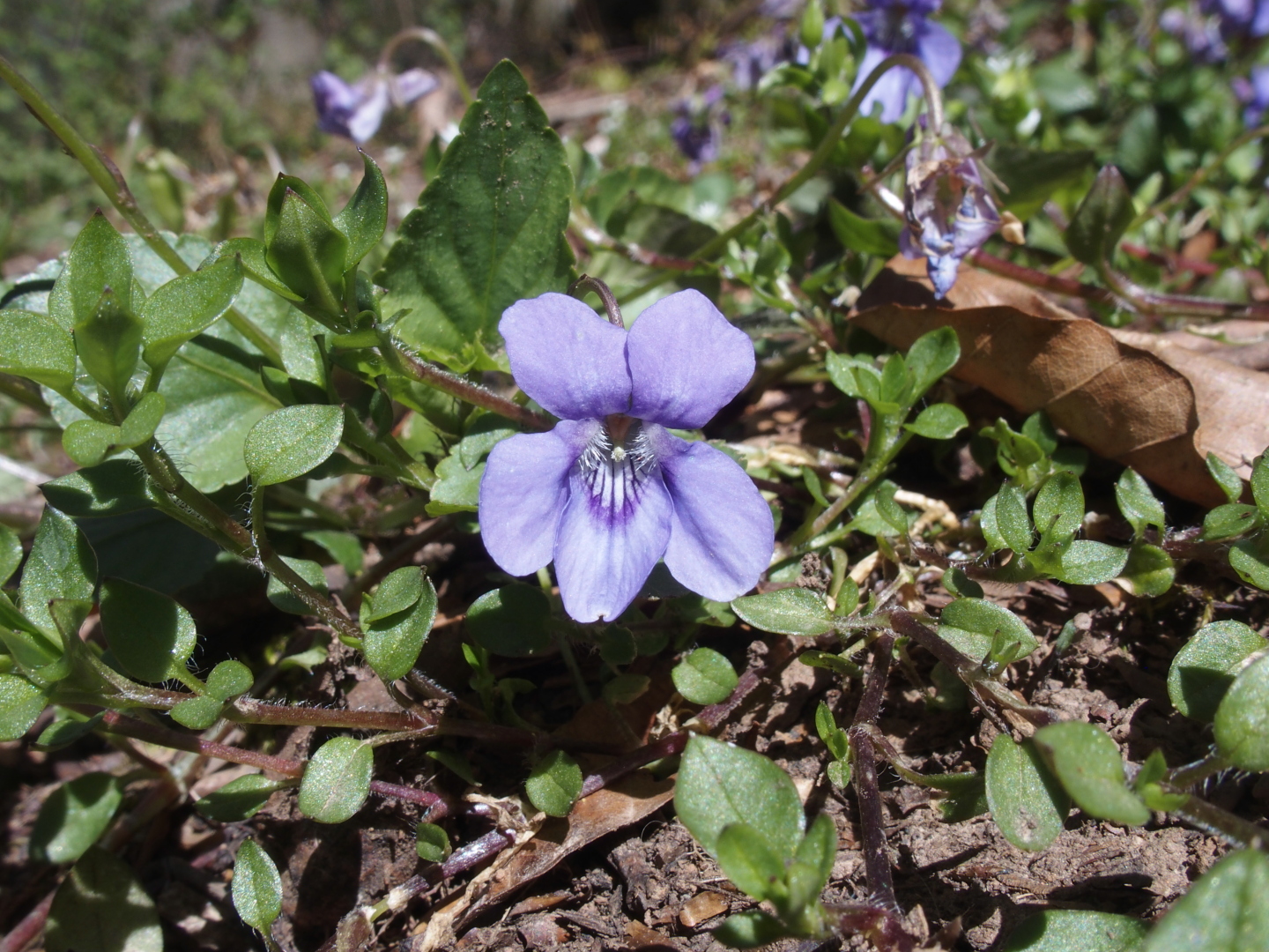 Frühling bei Steinfeld: die Veilchen blühen.
