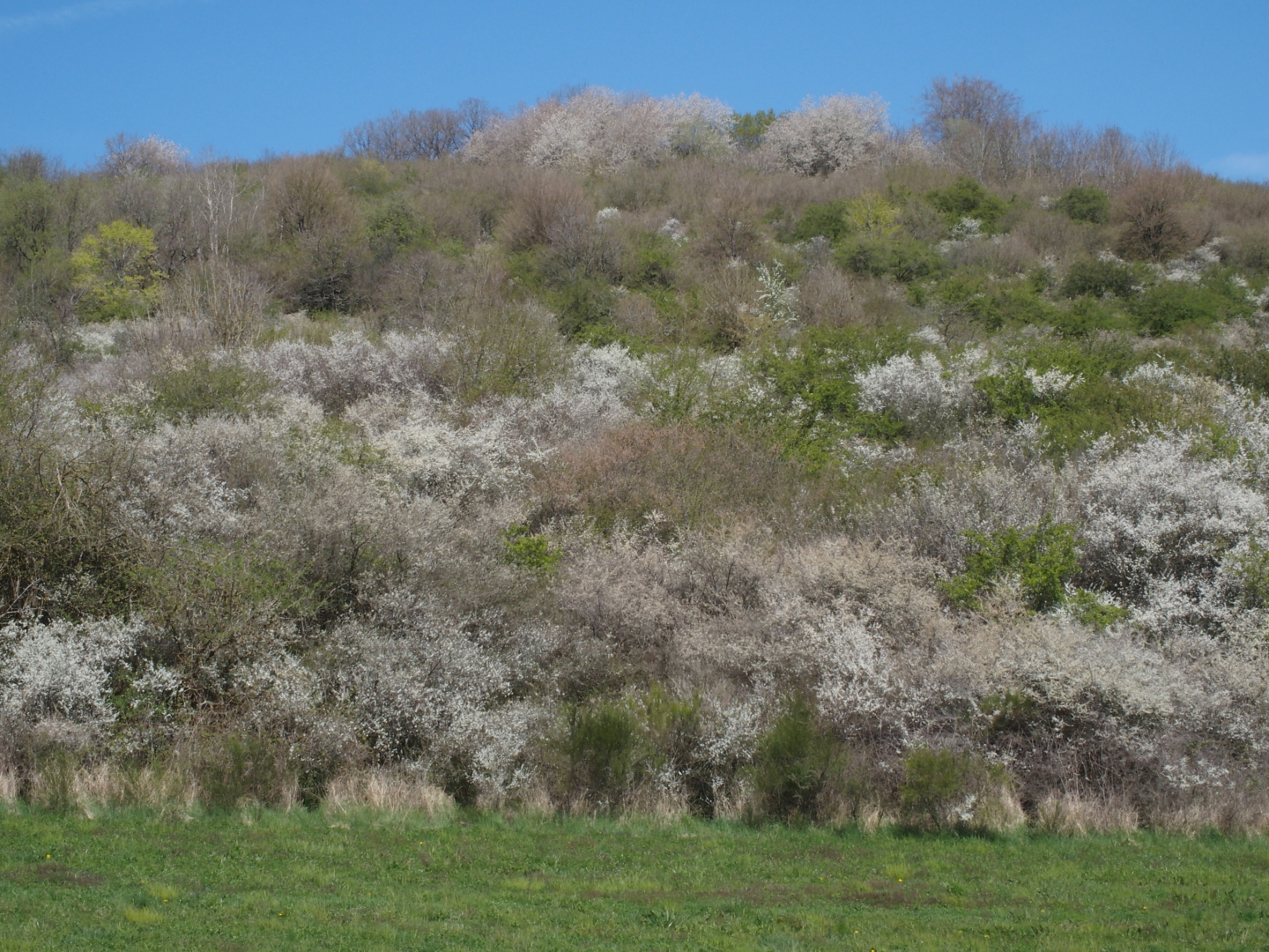 Die Schlehen blühen überall.