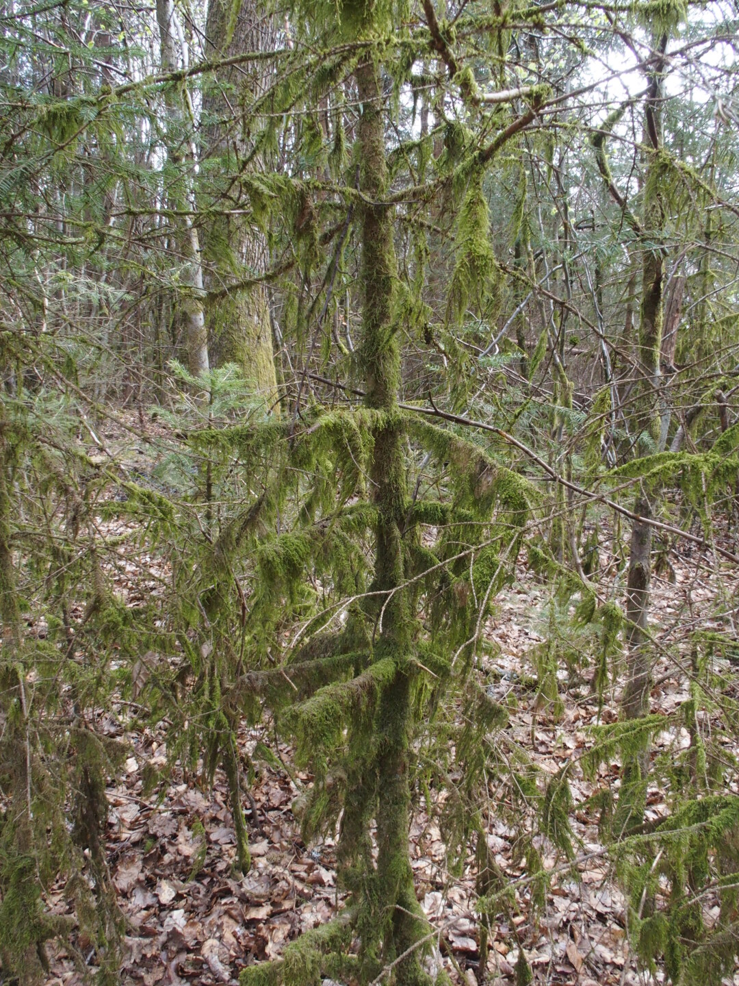Im verwunschenen Märchenwald bei Neroth.