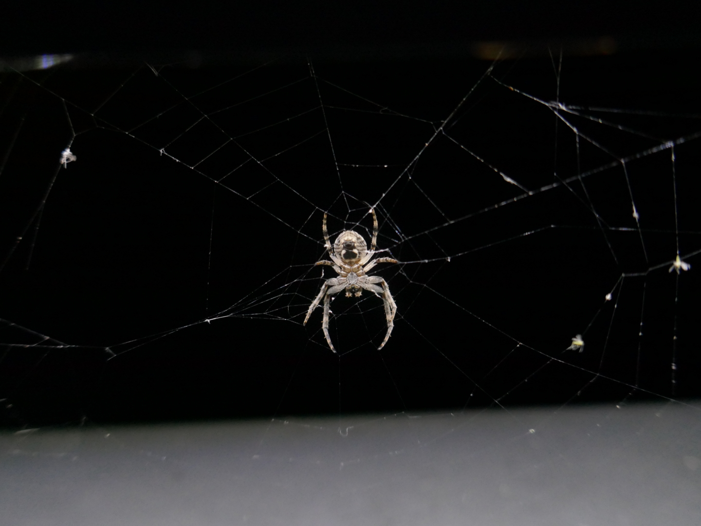 Nachtleben in Rheine: Bierauswahl im Roten Hirsch; Spinnen an der Emsbrücke.