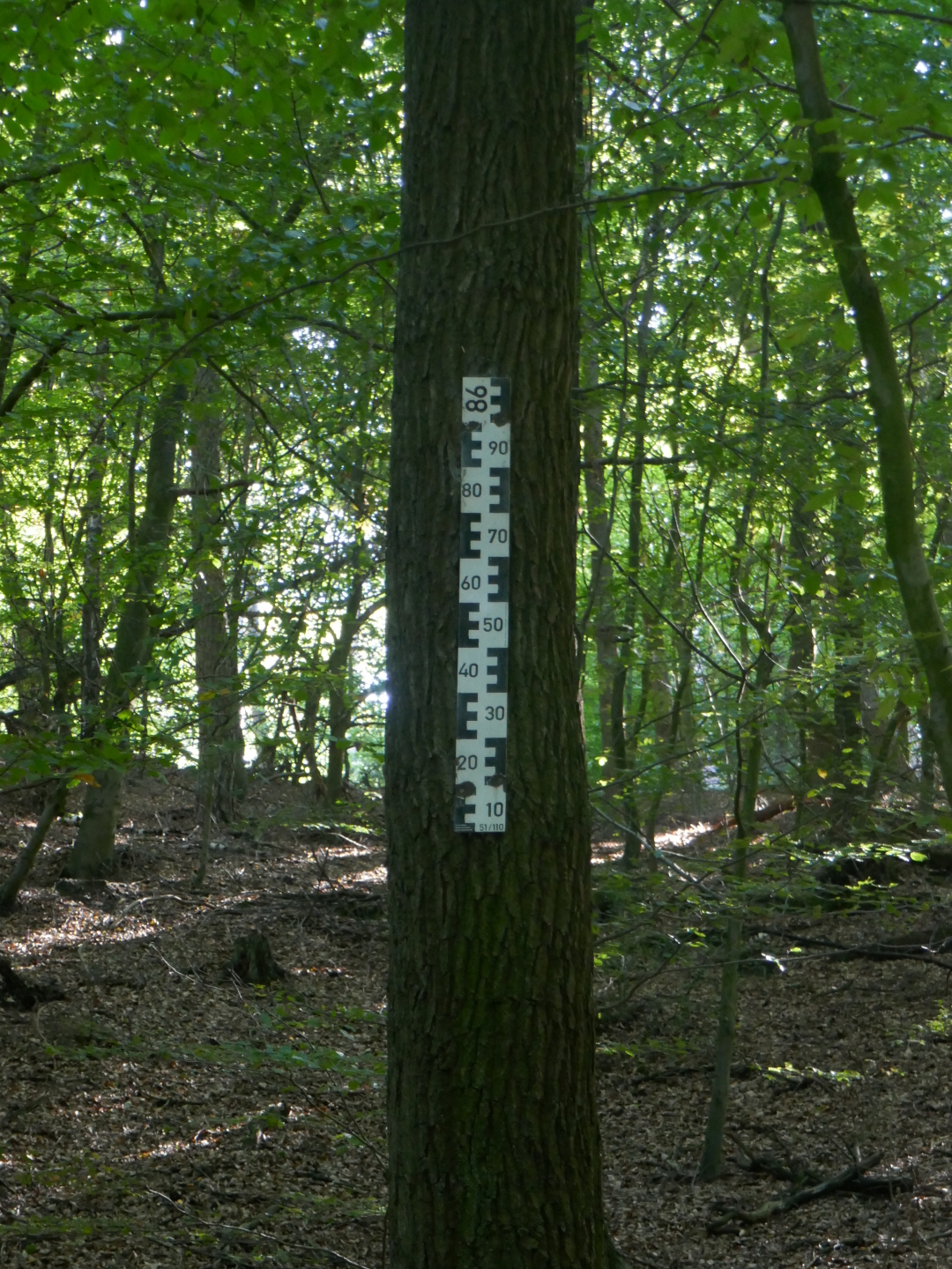 Was hier wohl gemessen wird? Eine Art Pegel an einem Baum.
