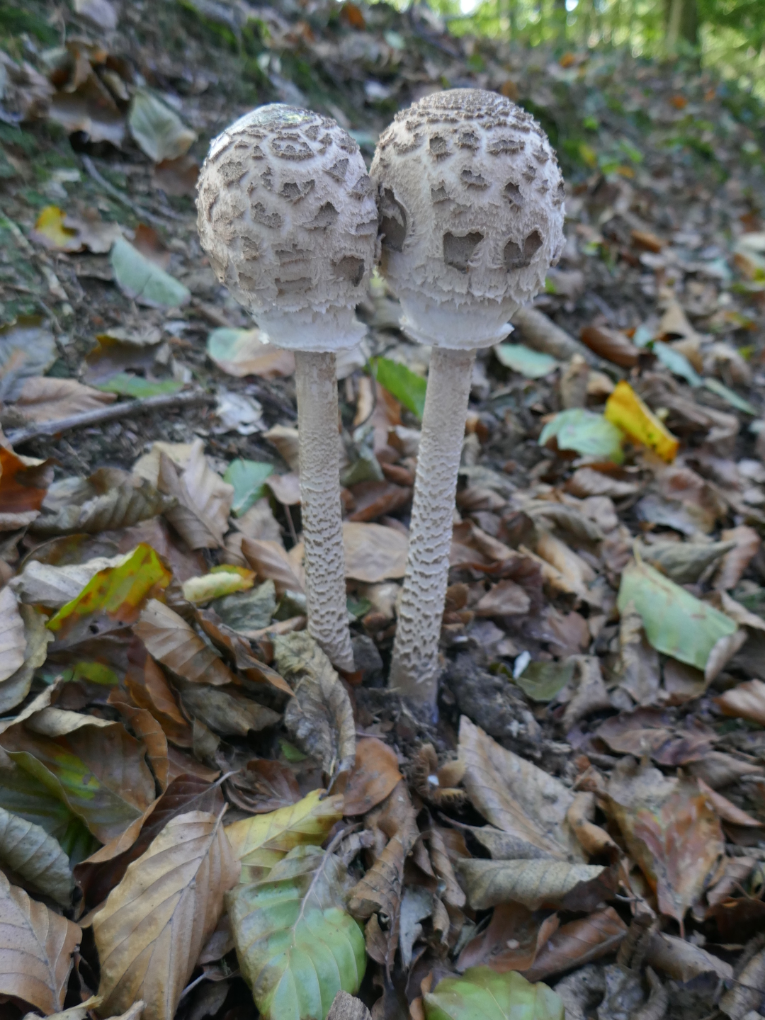Pilze in der Noller Schlucht.
