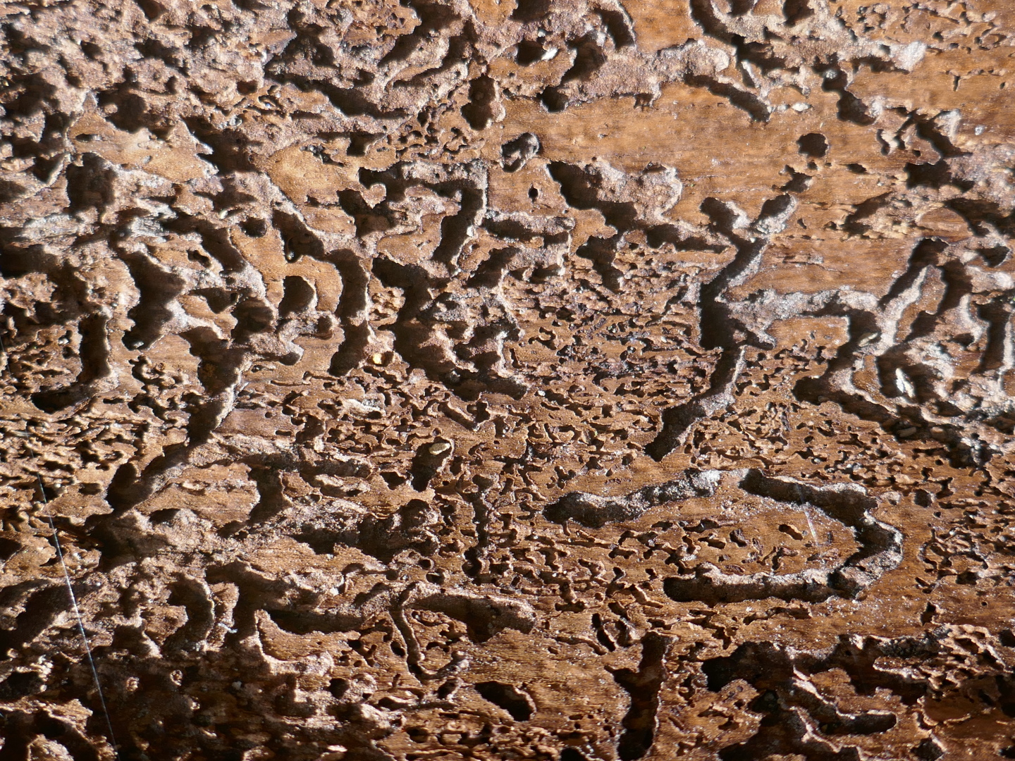 Mehr Pilze und Fraßspuren vom Borkenkäfer.