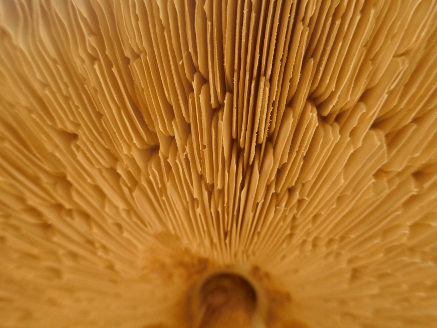 Mehr Pilze und Fraßspuren vom Borkenkäfer.