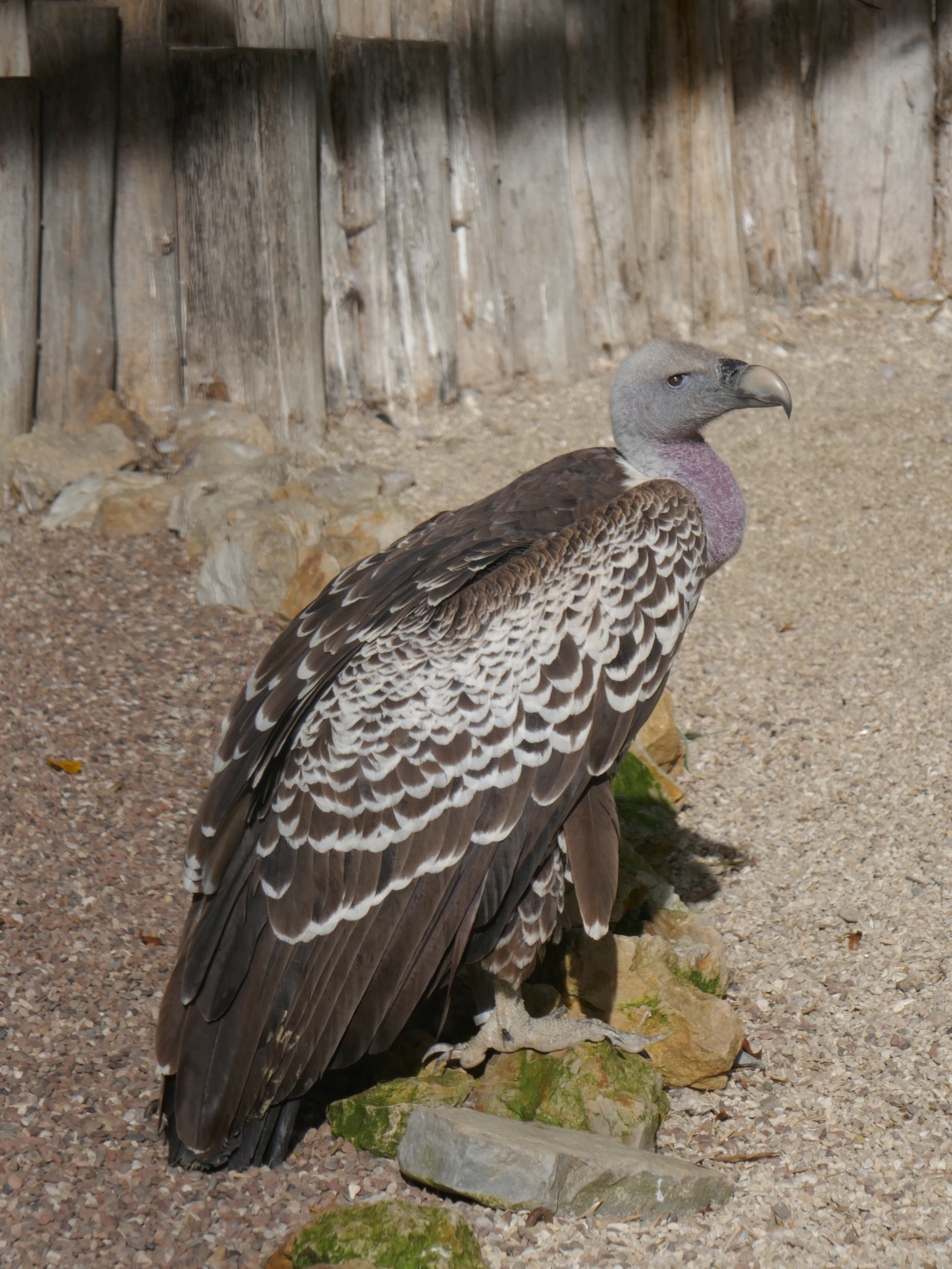 Geier auf der Adlerwarte Berlebek.