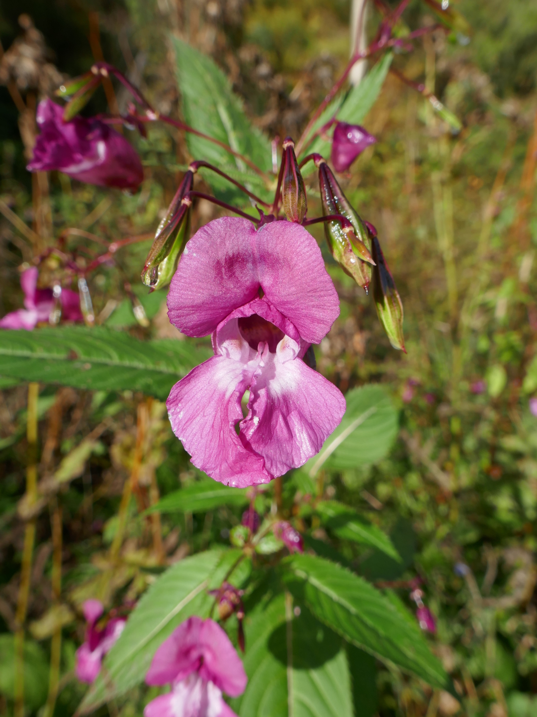 Indisches Springkraut im Silberbachtal.