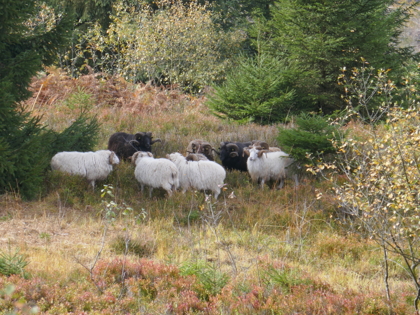 Auf der Lippischen Velmerstot.