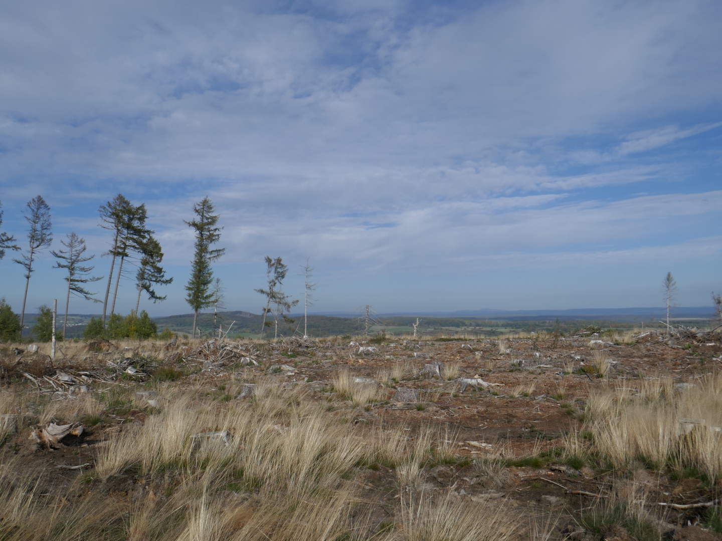 Der Borkenkäfer hat ganze Arbeit geleistet. Auf der kahlen Hochebene rund um den Willebadessener Fernsehturm stehen nur noch einzelne Fichten.