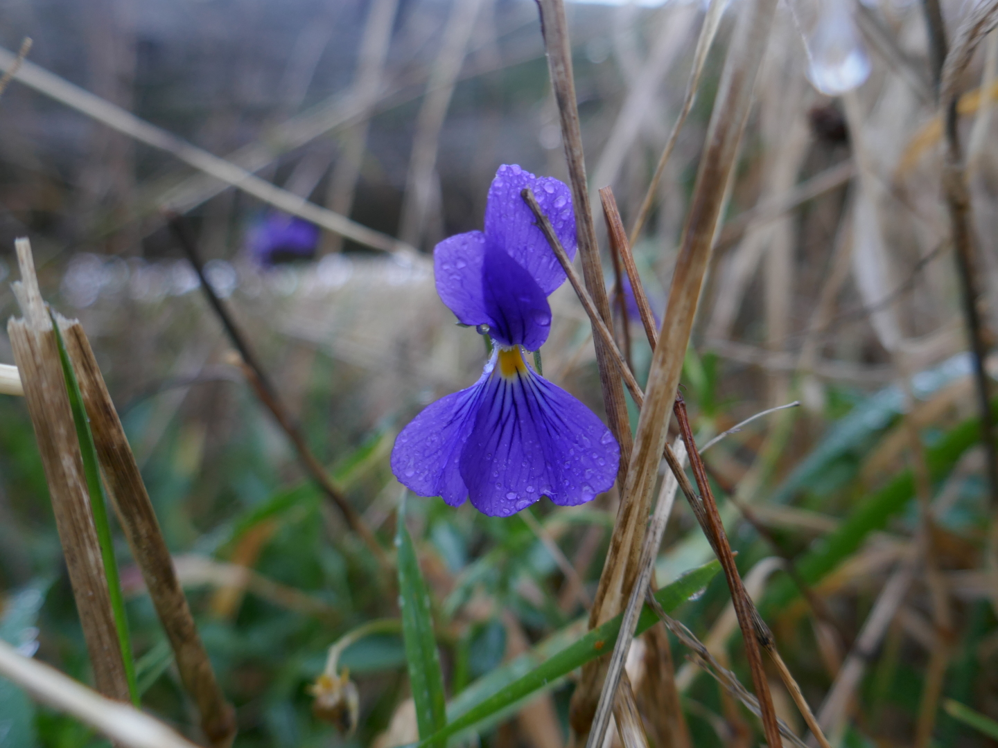 Die alte Bleikuhle und das darin endemische Galmei-Veilchen.