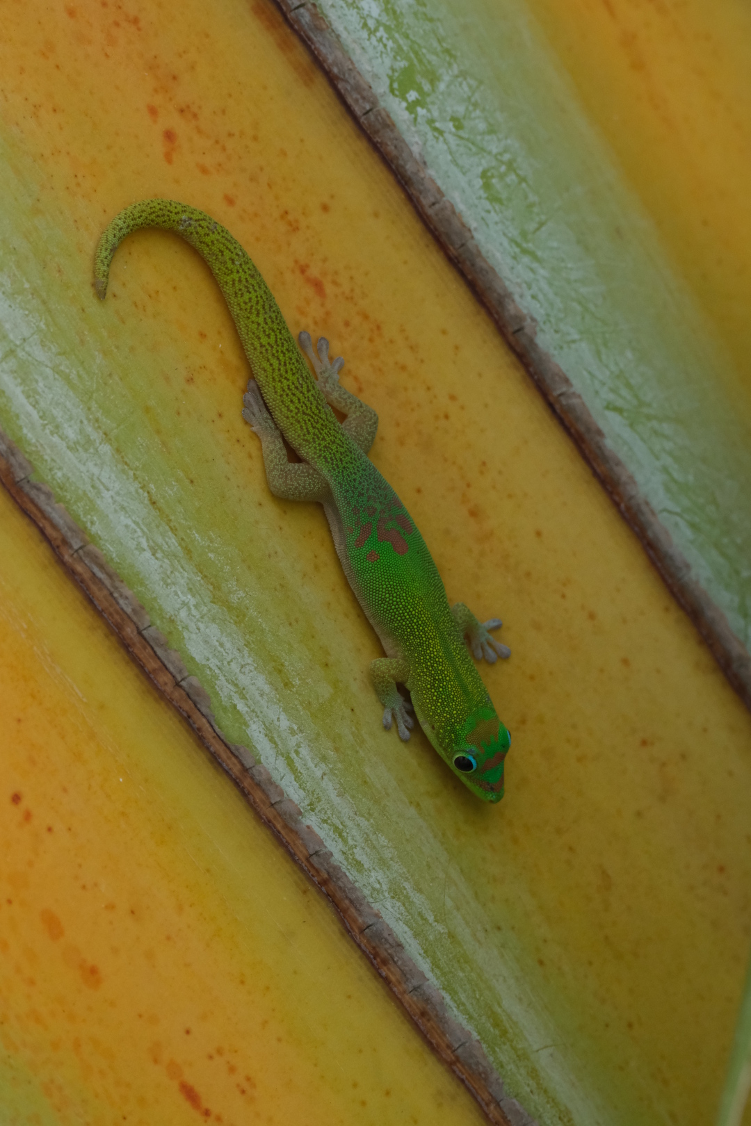 Geckos auf dem Baum der Reisenden (Ravenala madagascariensis) vor dem Schlafzimmerfenster.