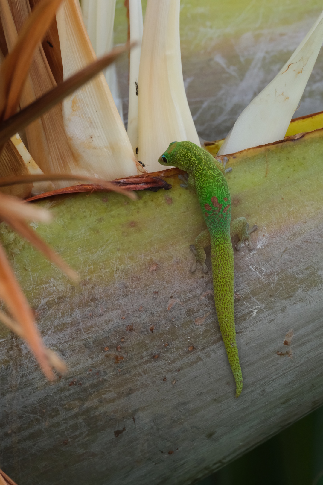 Geckos auf dem Baum der Reisenden (Ravenala madagascariensis) vor dem Schlafzimmerfenster.