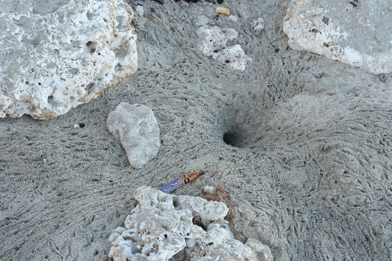 Hier war über Nacht wohl richtig was los! Spuren im Sand. 