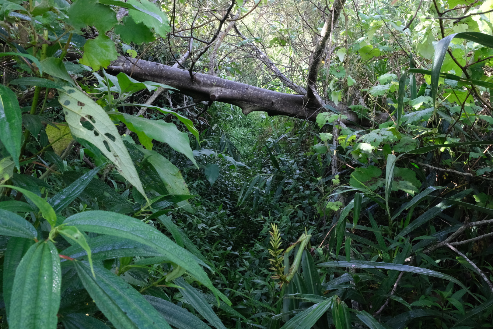 Der Weg? Welcher Weg?