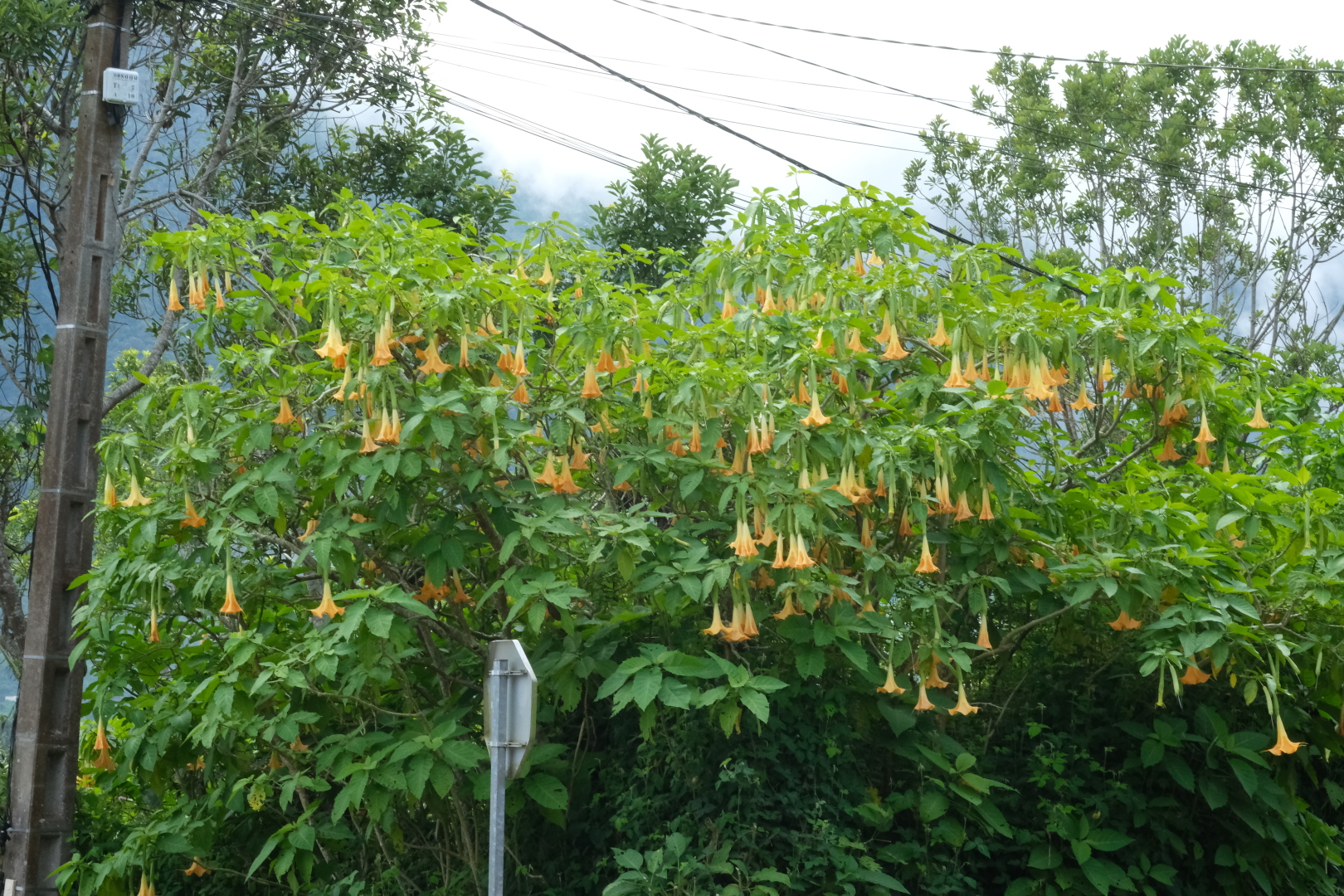 Trompetenbaum in Dos d'Ane.