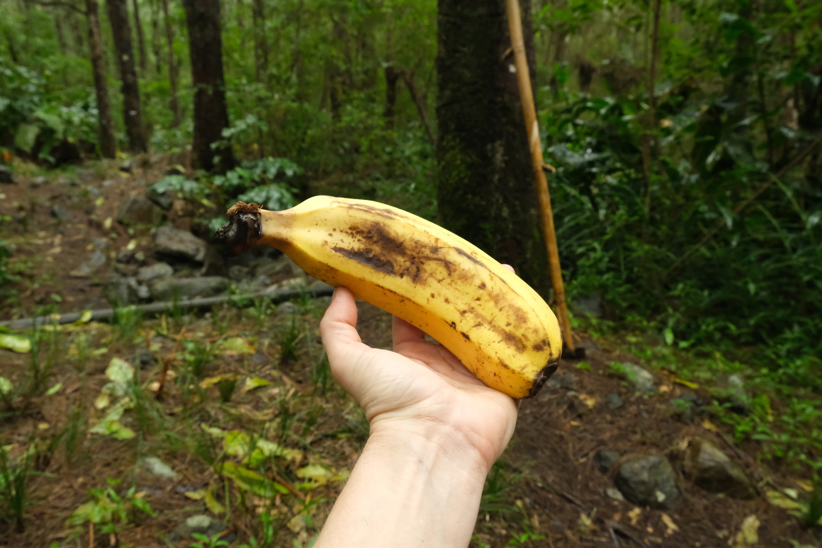 Die Bananen sind hier etwas größer als in Europa.