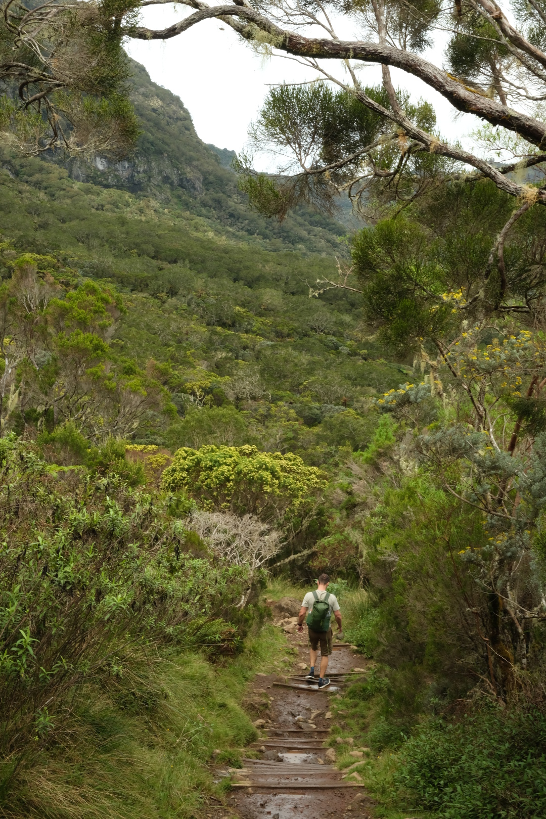 Der Weg nach Mafate ist gut ausgebaut. Fuchsien wachsen hier als Bäume. 
