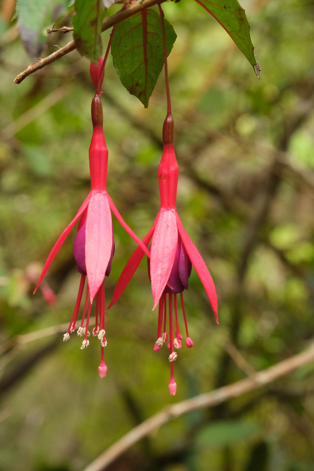 Der Weg nach Mafate ist gut ausgebaut. Fuchsien wachsen hier als Bäume. 