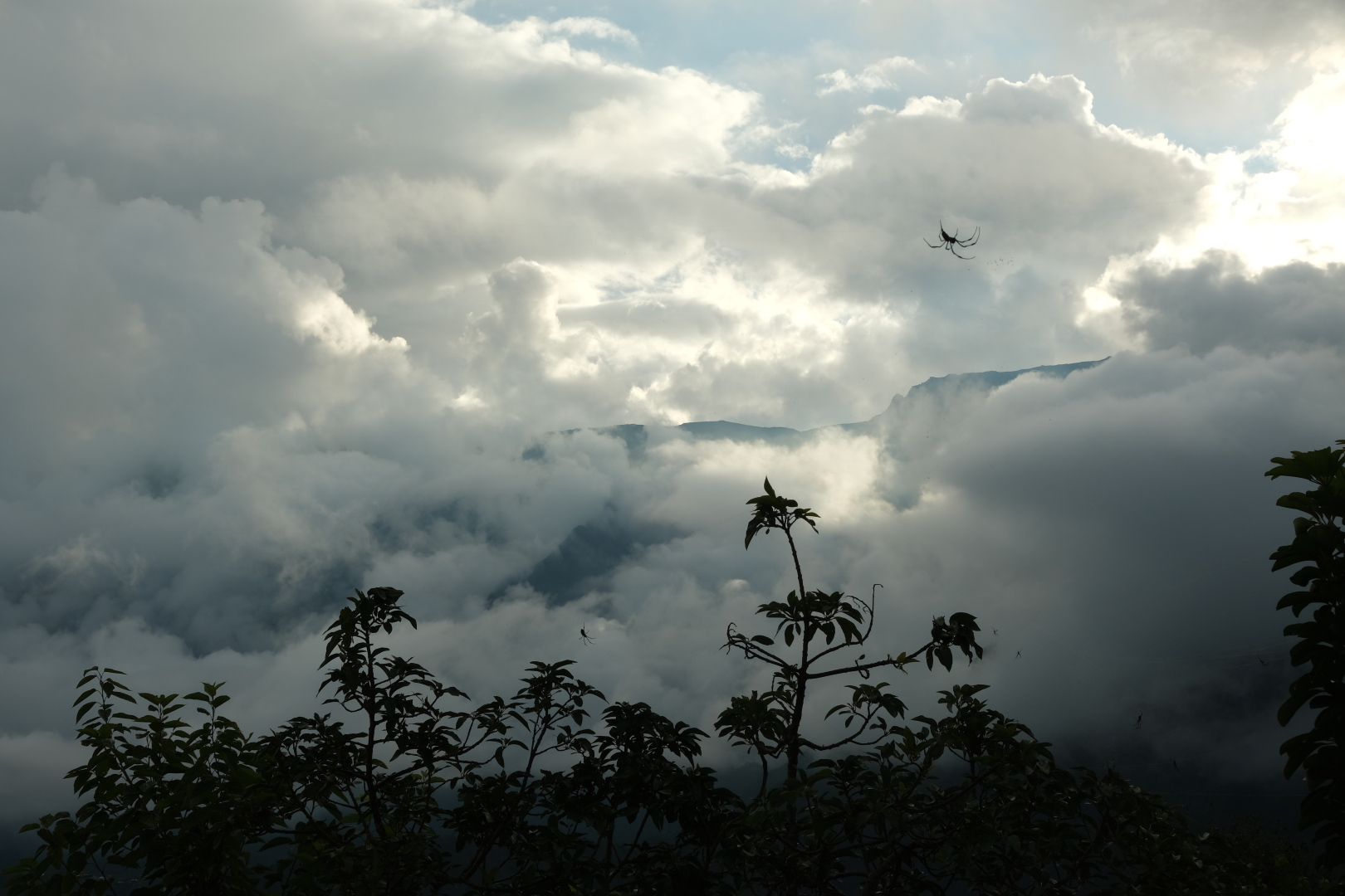 Panorama mit Spinne.