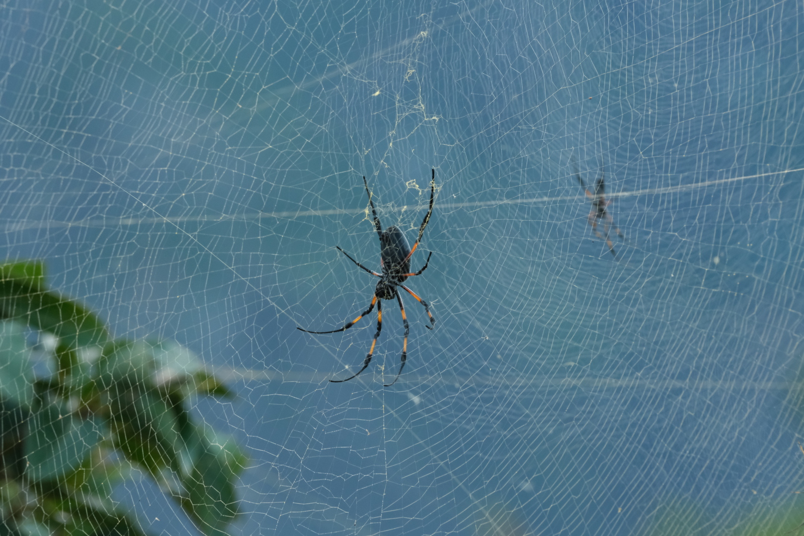 Panorama mit Spinne.