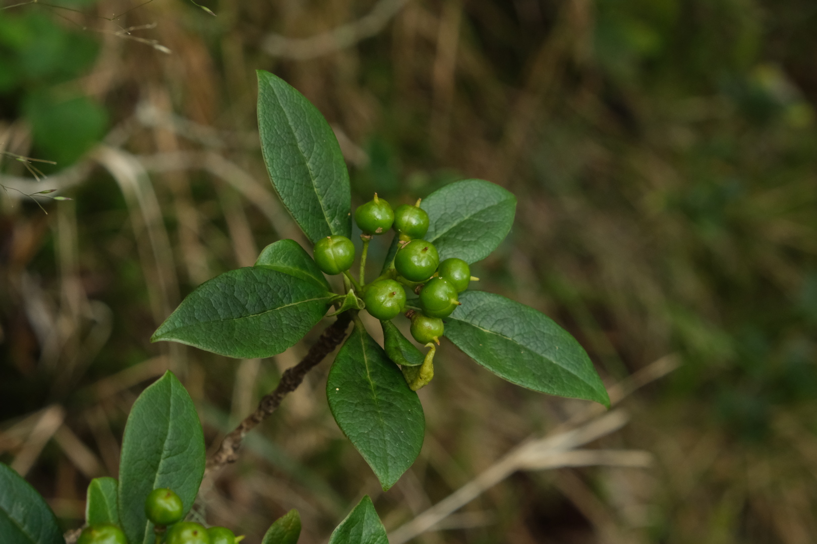 Diese Beeren sind erst grün, dann werden sie gelb, und innen sind sie rot. 