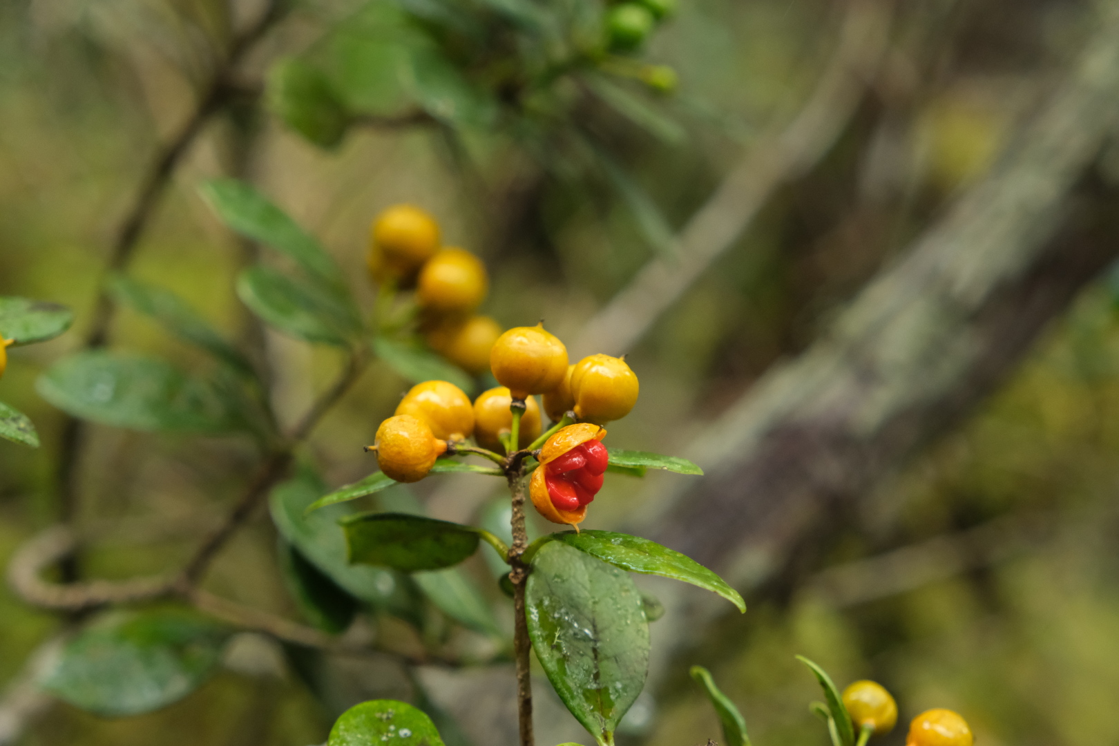 Diese Beeren sind erst grün, dann werden sie gelb, und innen sind sie rot. 