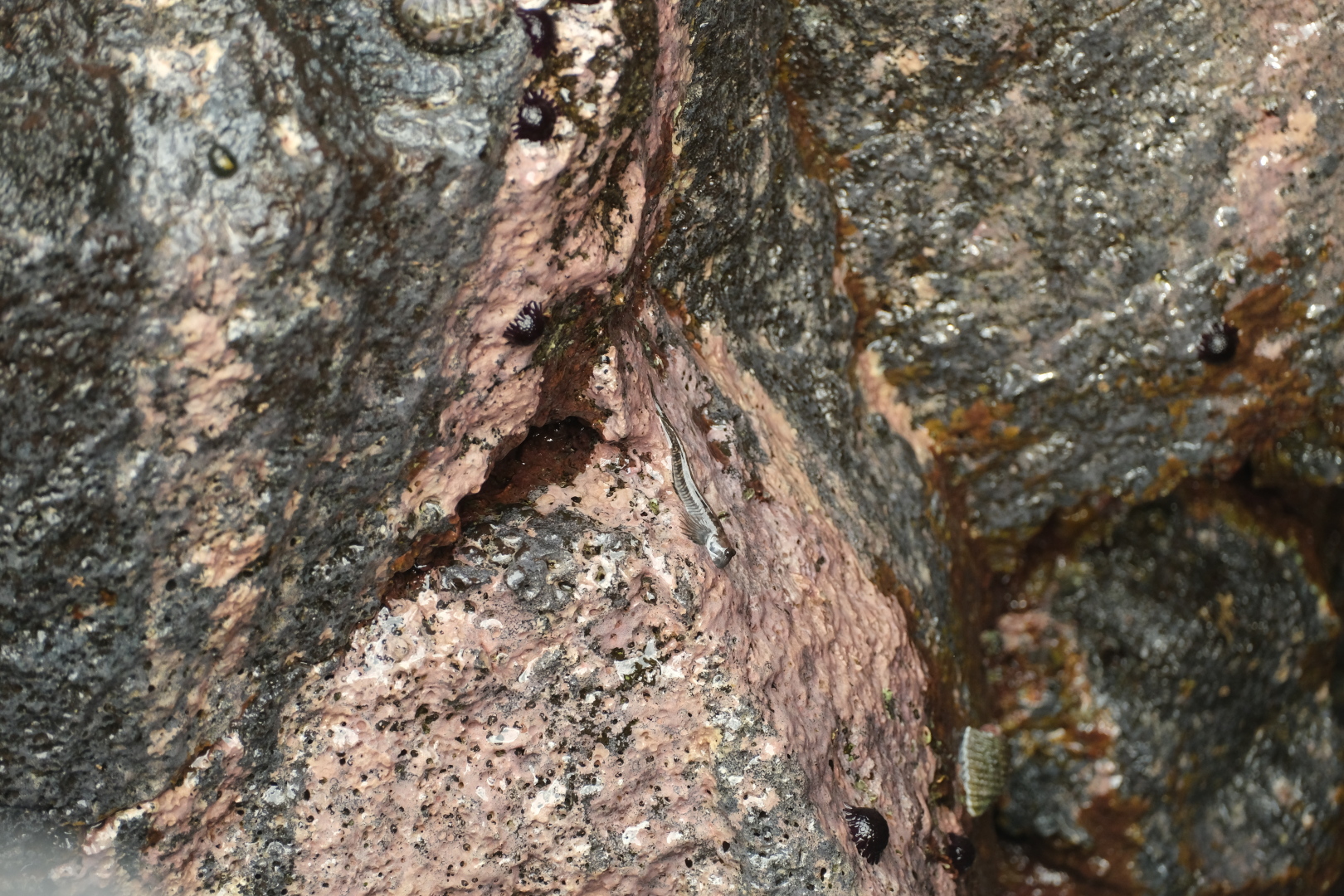 Lustige Viecher leben im Le Souffleur. Gleich nebendran schlagen die Wellen mit Kraft an die schwarzen Lavafelsen; die Gischt spritzt hoch.
