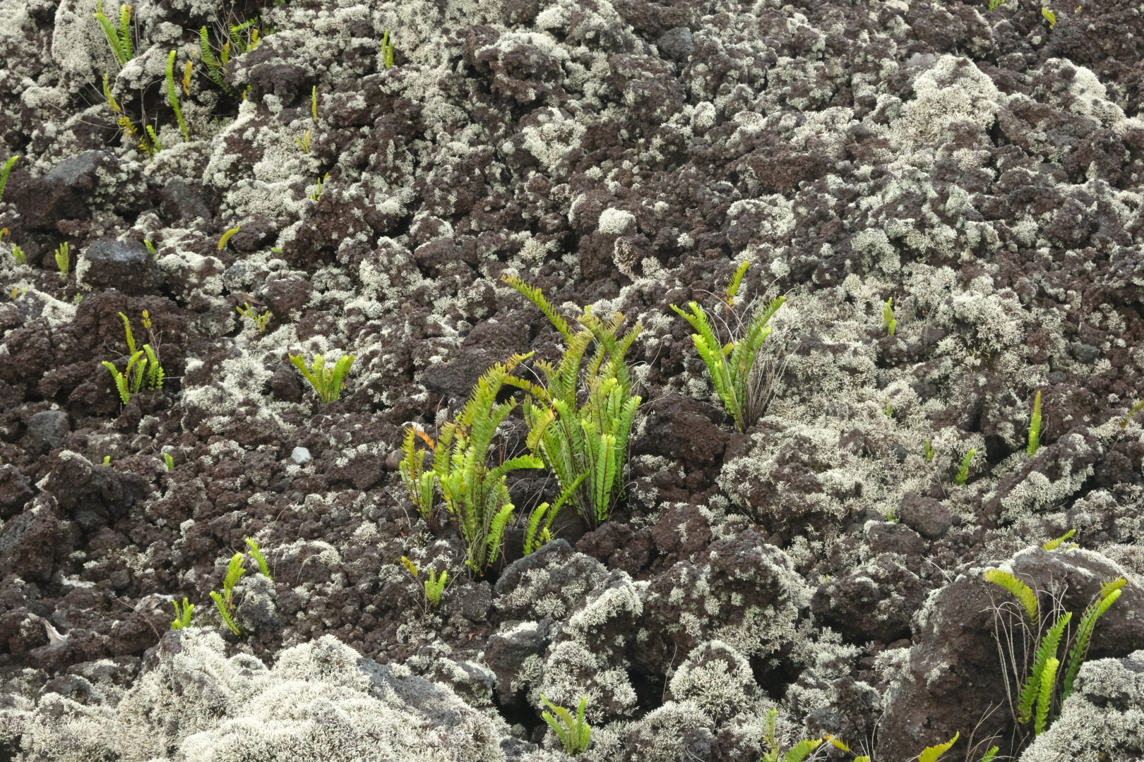 In der Grand Brûlé. Vom Piton de la Fournaise im Westen, dessen Gipfel in den Wolken liegt, fließen immer wieder Lavaströme herab. Dieser hier ist von 2004. Außer Flechten wächst auf der knapp 20 Jahre alten Lava noch nicht viel.