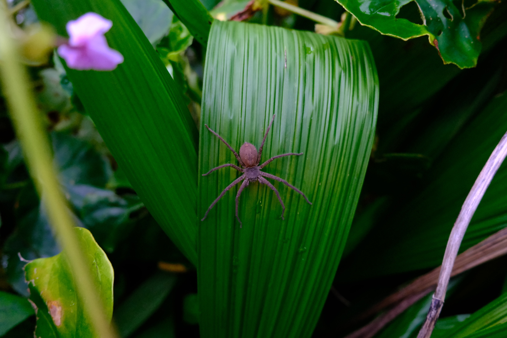 Die Spinne sieht zumindest ähnlich aus wie eine Wolfsspinne, manchmal als Tarantel bezeichnet.