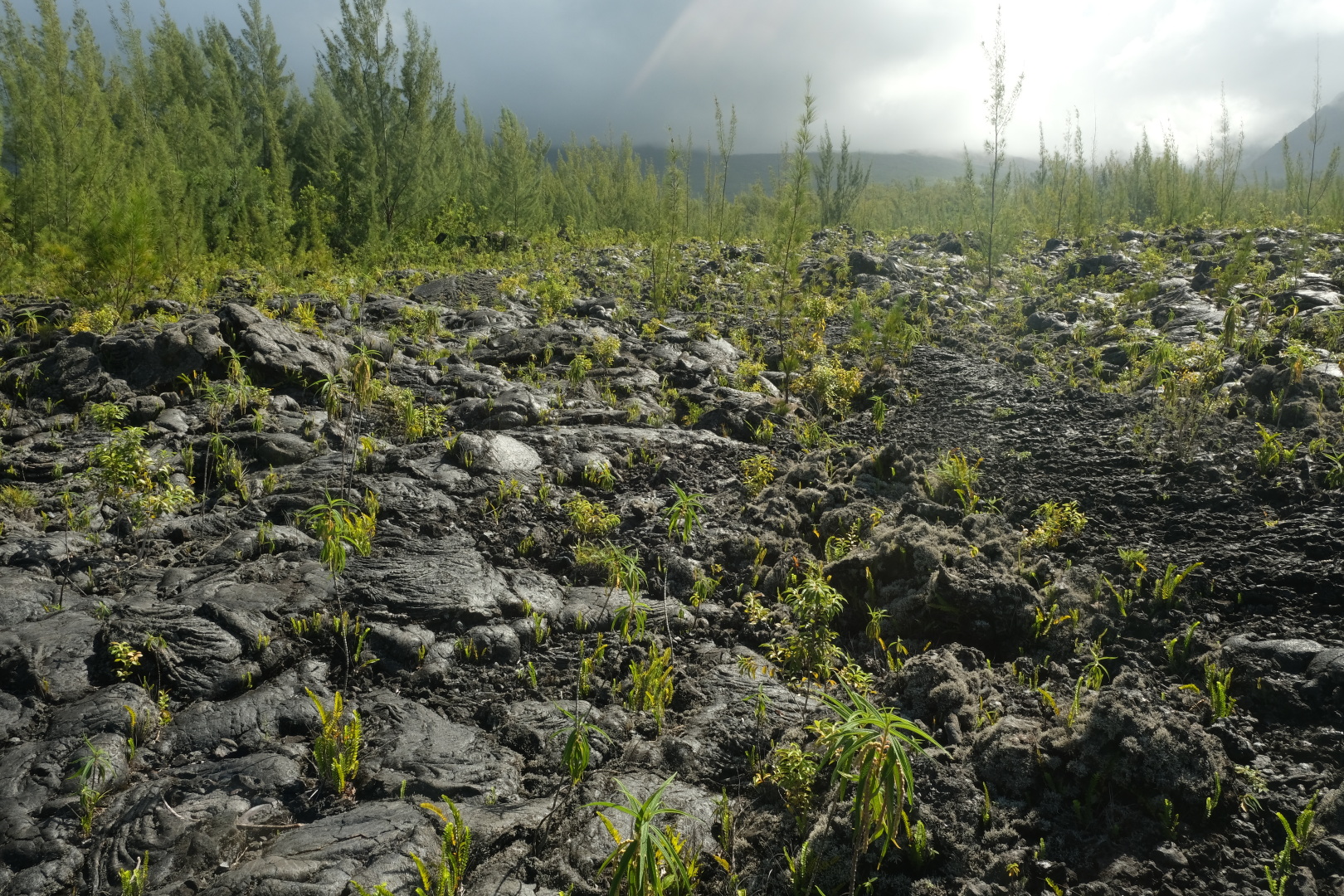 Dieser Lavastrom ist von 2004. Man erkennt auch hier die lustigen Formationen der Pahoehoe-Lava.