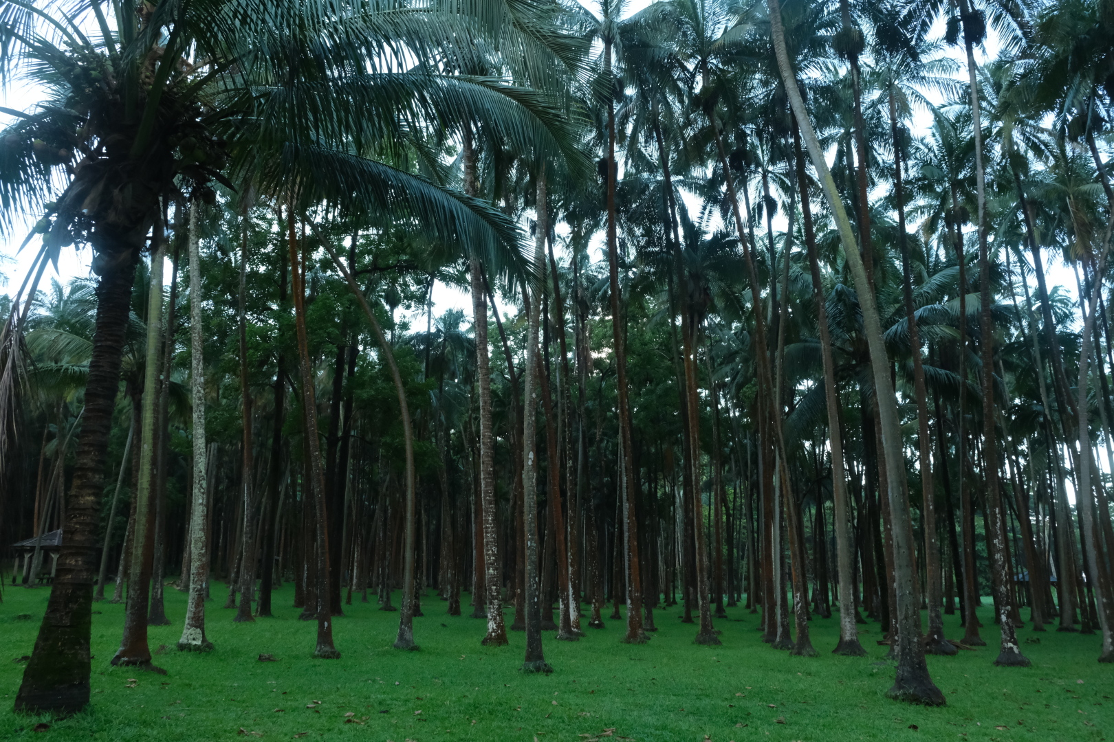 Wasserfälle bei Anse des Cascades. Der Palmenwald in der Bucht.