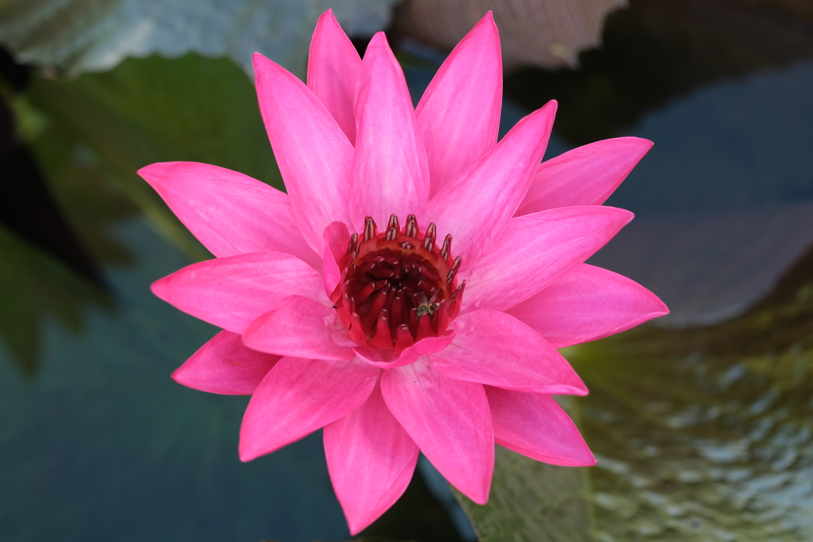 Riesige Seerosen blühen im Teich - nur morgens! Mittags klappen sie ihre Blüten zu. Im Palmengarten: durch die Palmen hindurch sieht man immer wieder Paraglider.