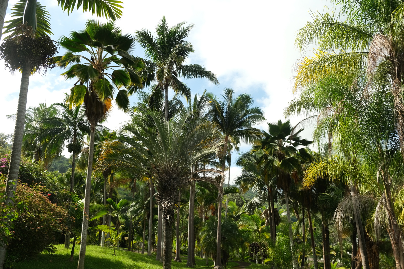 Riesige Seerosen blühen im Teich - nur morgens! Mittags klappen sie ihre Blüten zu. Im Palmengarten: durch die Palmen hindurch sieht man immer wieder Paraglider.