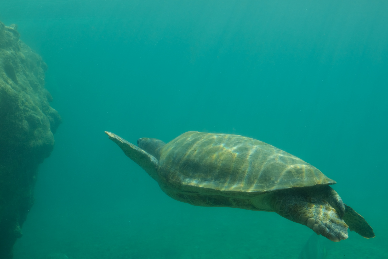 Meeresschildkröten in der Station Kélonia.