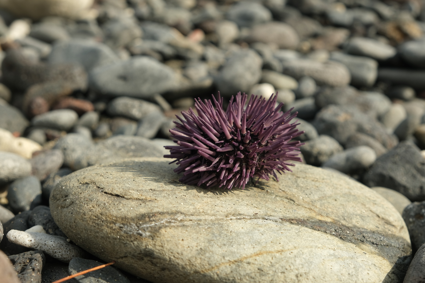 Seeigel am Strand von St-Leu.