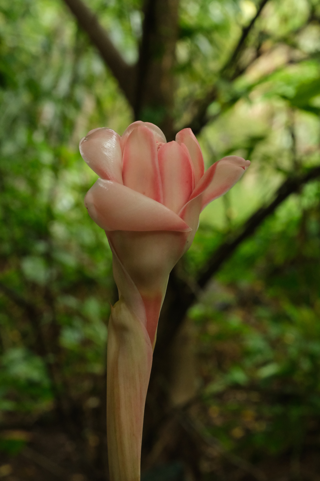 Rose de porcelaine (Etlingera elatior) und Baobab im Jardin d'Eden.