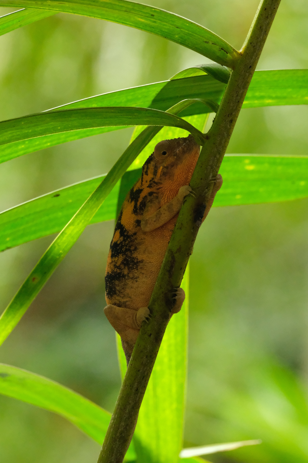 Pantherchamäleons im Jardin d'Eden. Die Weibchen sind rotbraun, die Männchen  grün.