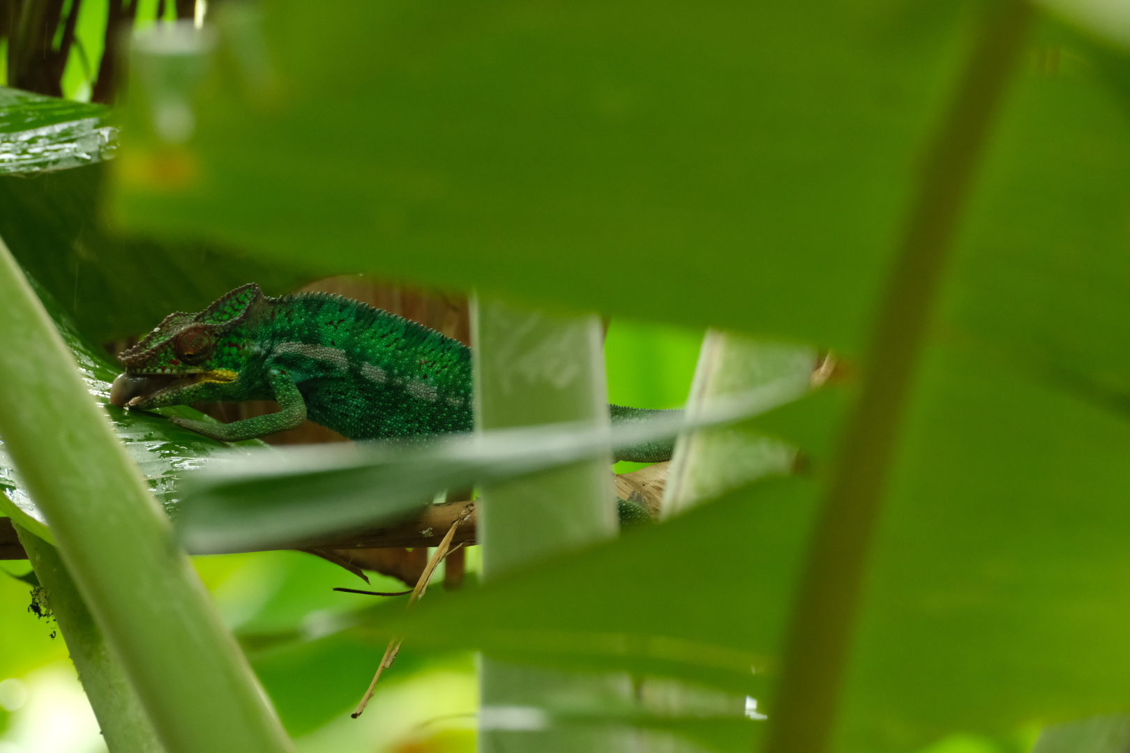 Dieses Chamäleon leckt die Regentropfen vom Bananenblatt.