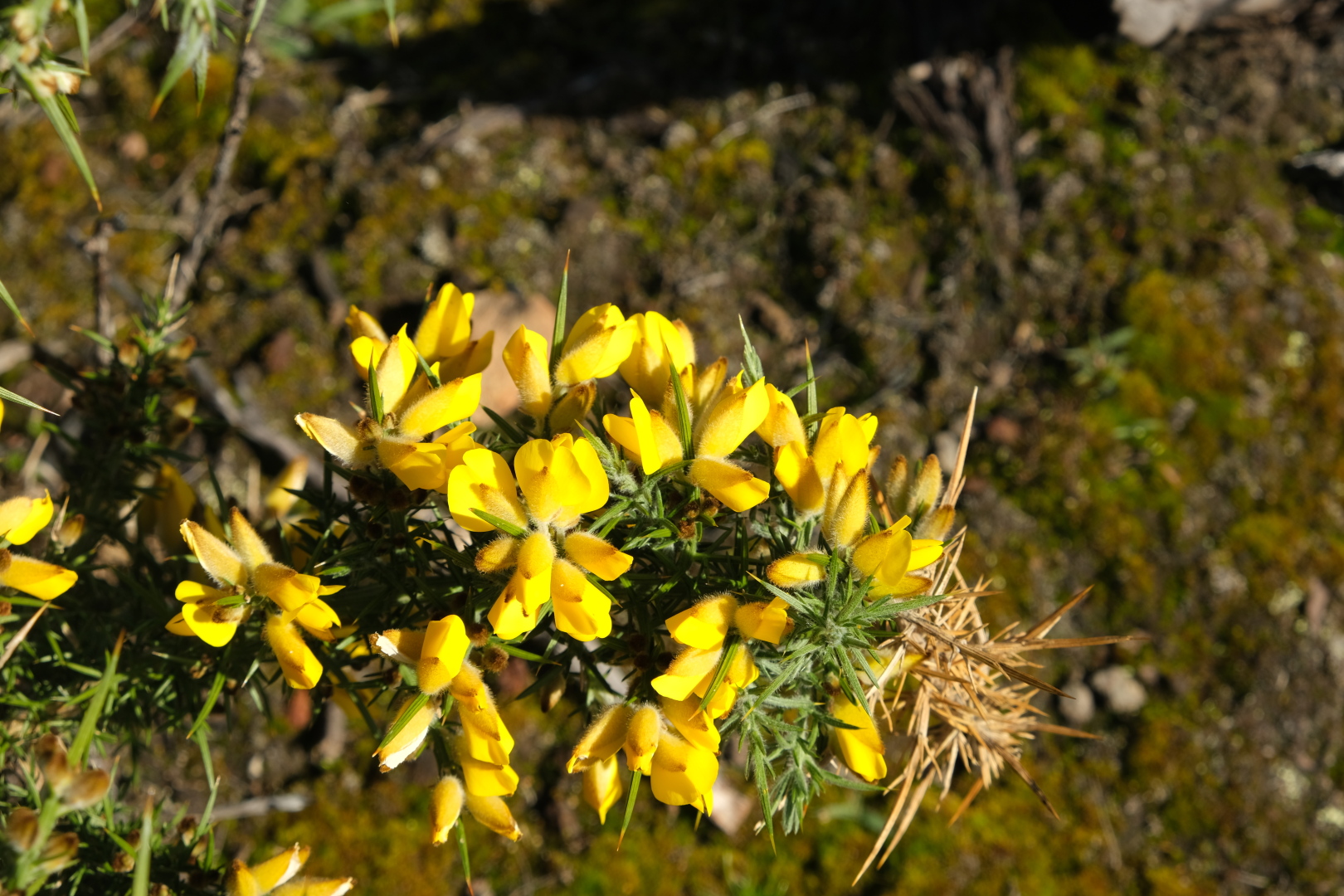 Typische Pflanzen der Gegend zwischen Grand-Bénare und Maïdo.