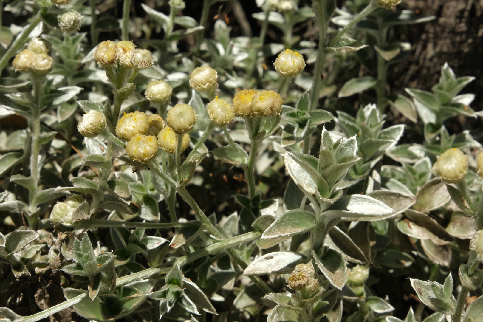 Typische Pflanzen der Gegend zwischen Grand-Bénare und Maïdo.