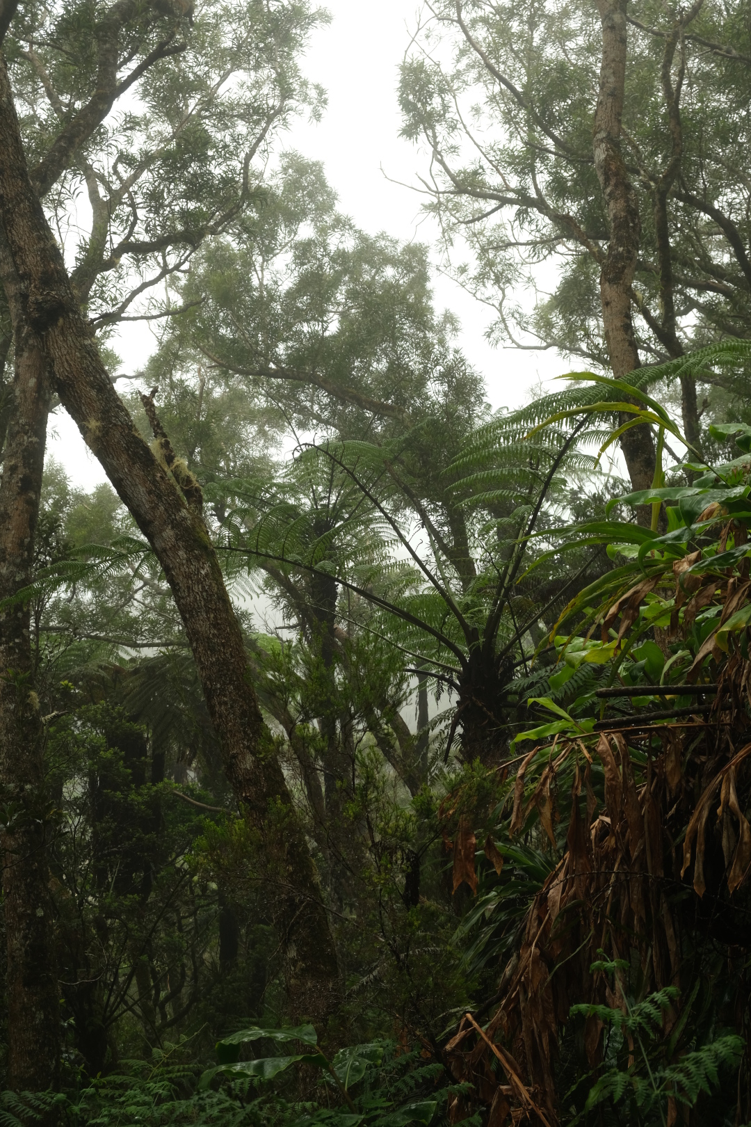 Im Forêt Fougères, dem Farnwald.