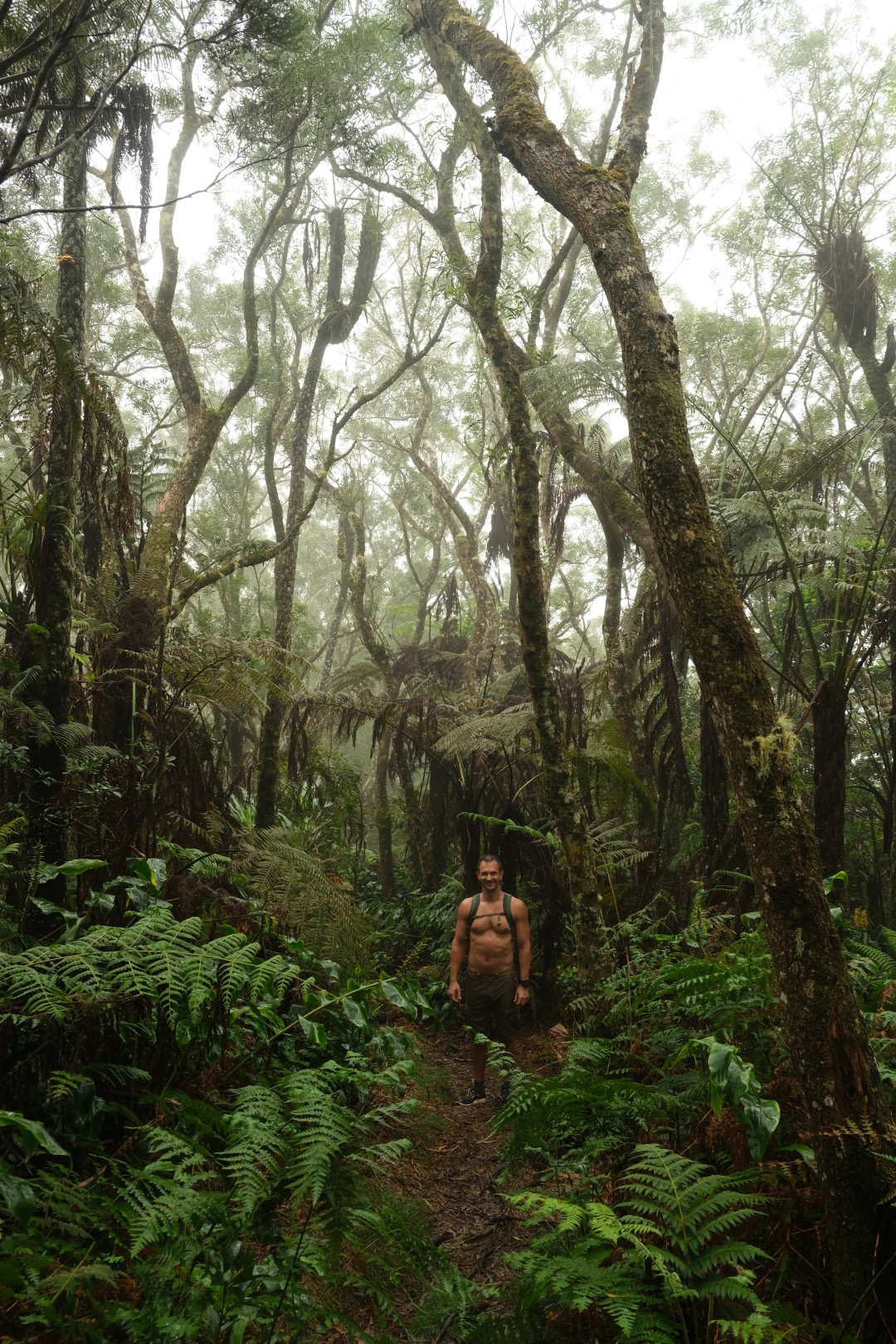Im Forêt Fougères, dem Farnwald.