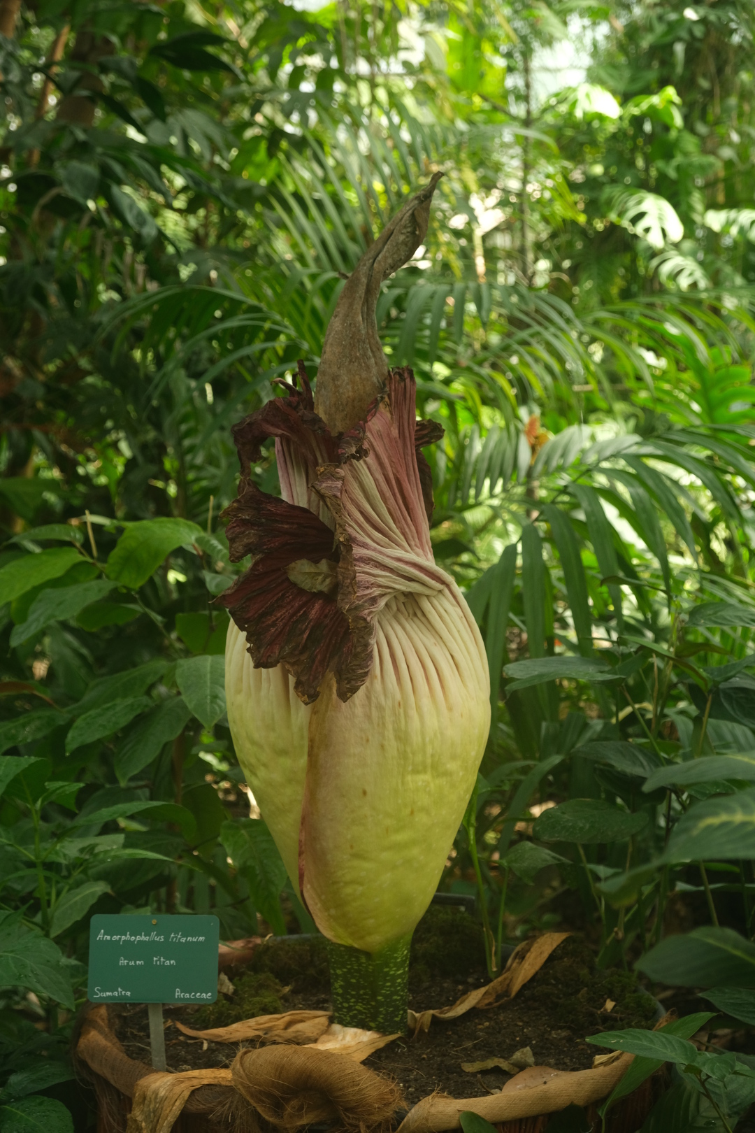 Blüte der Titanenwurz (Amorphophallus titanum) im botanischen Garten in Paris. Richtig dschungelig hier!