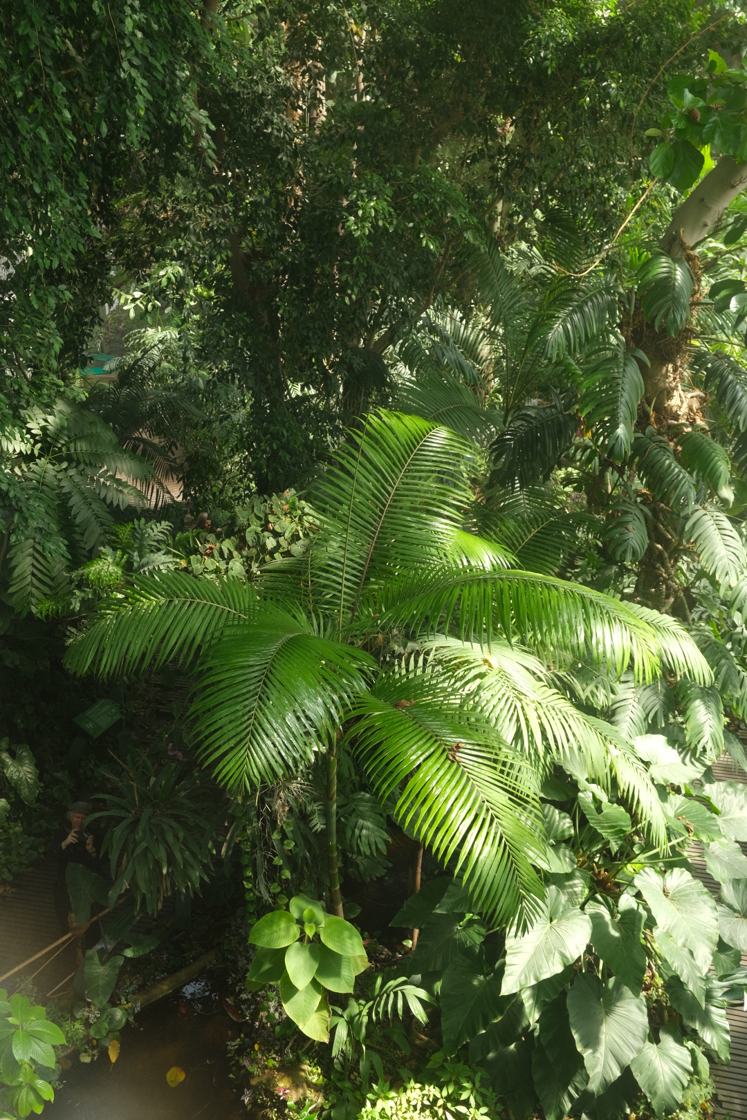 Blüte der Titanenwurz (Amorphophallus titanum) im botanischen Garten in Paris. Richtig dschungelig hier!