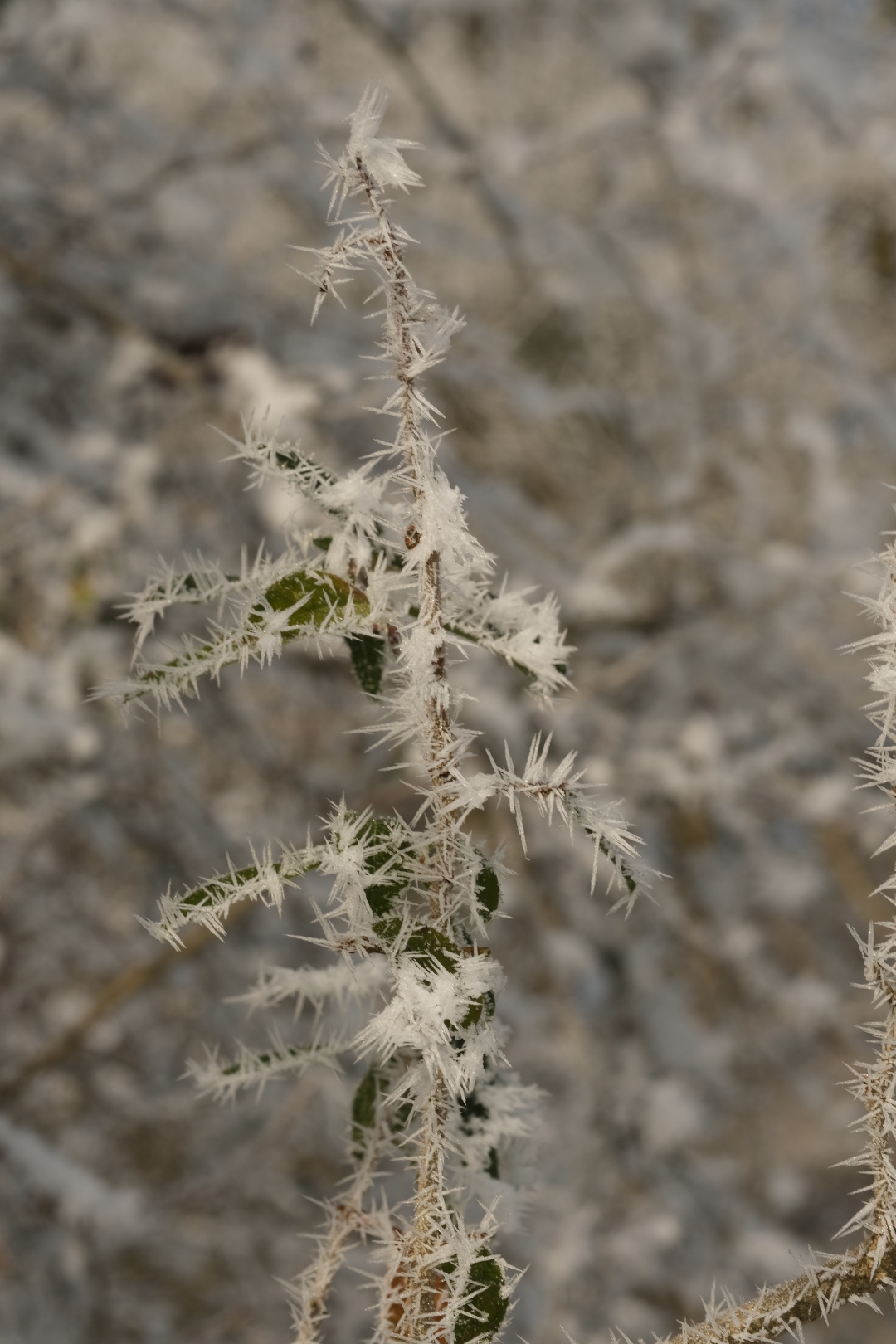 Durch die hohe Luftfeuchtigkeit entstehen Zacken aus Reif an Bl&auml;ttern und Zweigen.