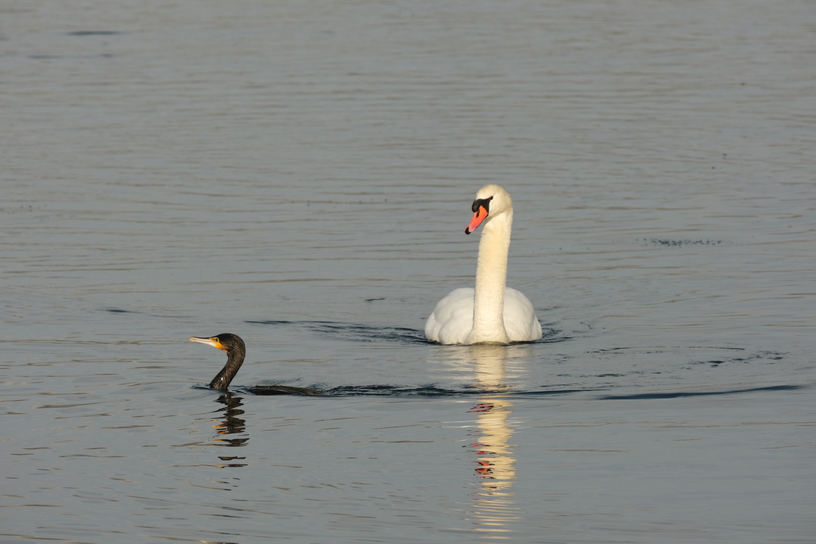 Kormoran und Schwan.