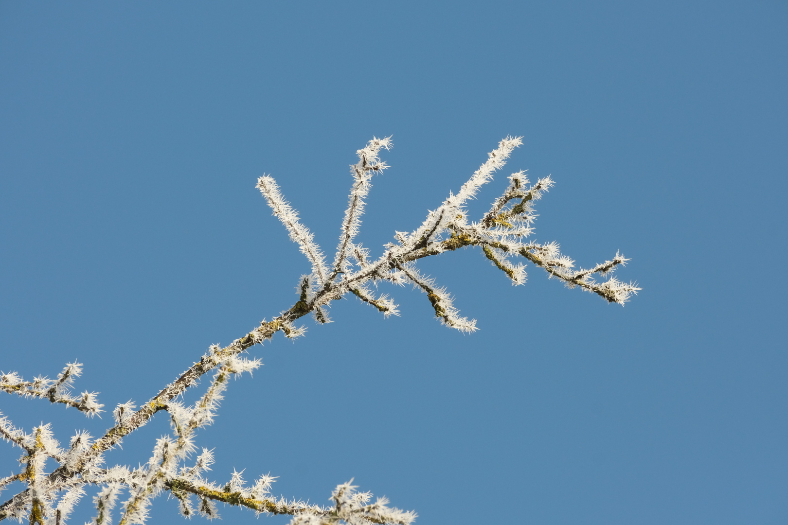 Reif an einem alten Obstbaum.