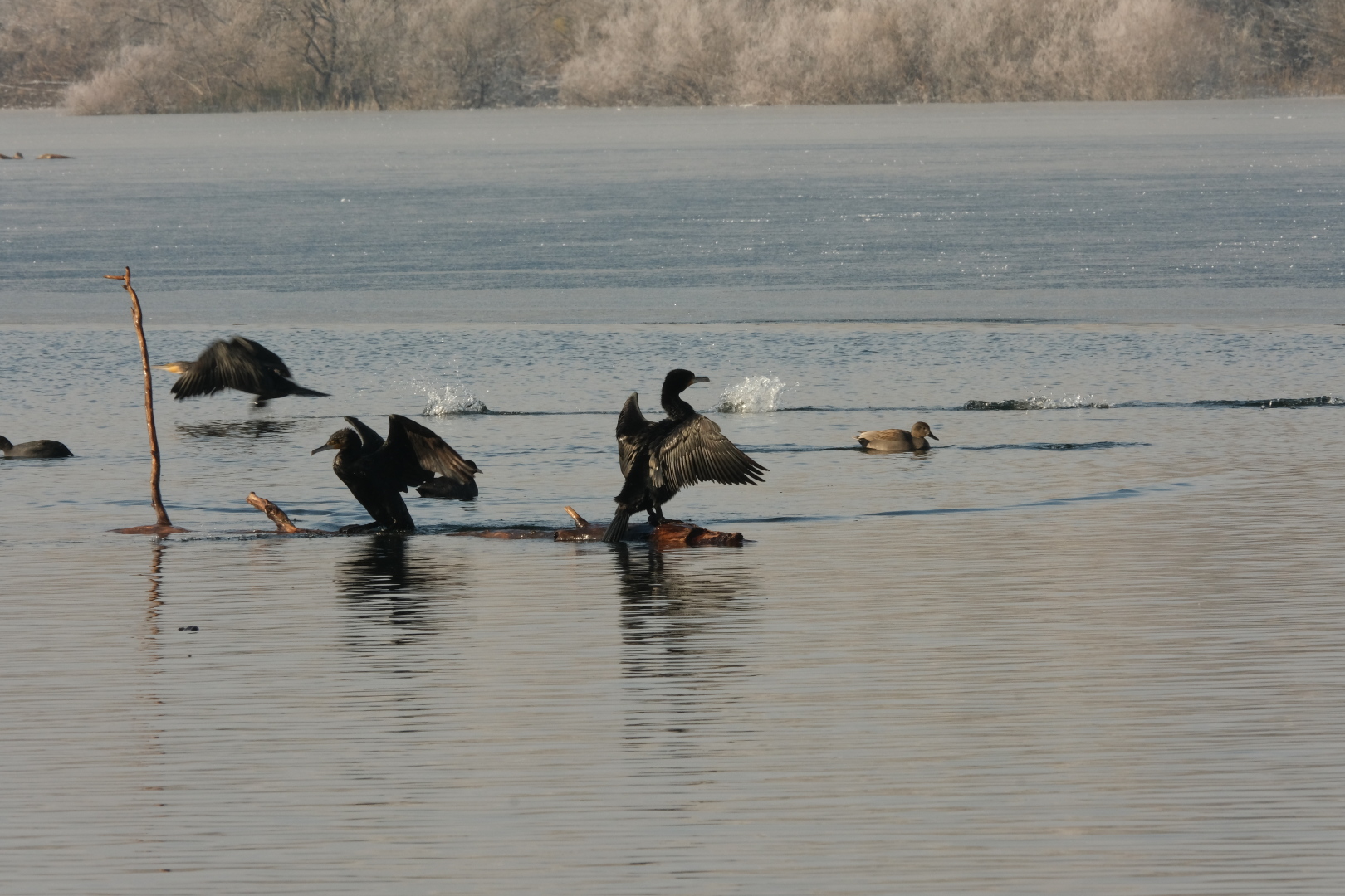 Action bei Kormorans.