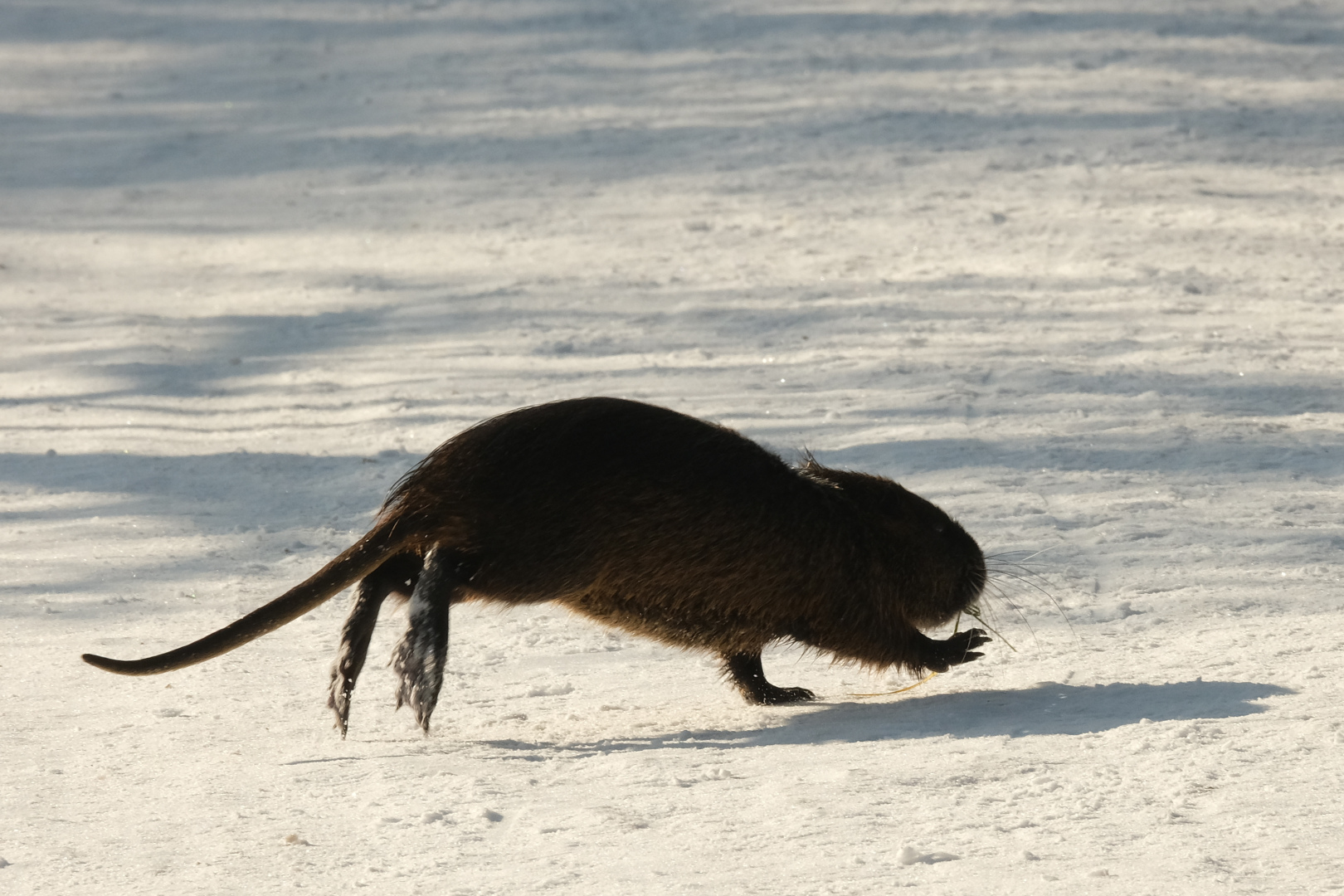 Wenn nur die ganzen Spazierg&auml;nger nicht w&auml;ren! Schnell weg.
